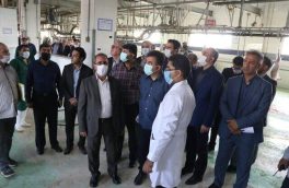 آمادگی شهرداری تبریز برای سرمایه گذاری در زمینه تولید دام و گوشت
