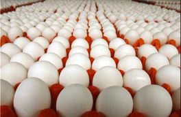 صادرات تخم مرغ متوقف شد/ افت شدید تقاضا در بازار