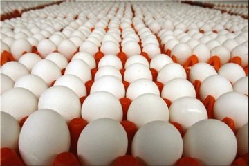 صادرات تخم مرغ متوقف شد/ افت شدید تقاضا در بازار