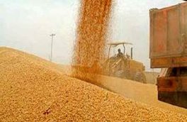 سخنگوی کمیسیون کشاورزی:  امسال خرید تضمینی گندم به ۷ میلیون تن می‌رسد