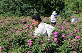 زیبایی های برداشت گل سرخ در دهمین جشنواره عنصرود