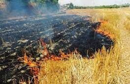 آتش زدن بقایای محصولات کشاورزی منع قانونی دارد