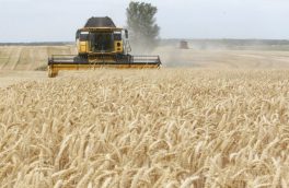 خرید تضمینی گندم از کشاورزان در آستانه ۷ میلیون تنی