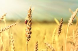 خرید تضمینی گندم توسط شبکه تعاون روستایی آذربایجان شرقی از مرز ۲۷ هزار تن گذشت