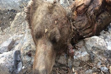 لاشه یک قلاده خرس در تنگ گنجه ای بویراحمد کشف شد