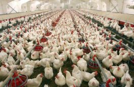 تولید گوشت مرغ در آذربایجان شرقی ۱۵ هزار تن افزایش یافت