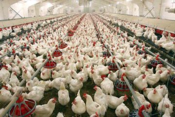 تولید گوشت مرغ در آذربایجان شرقی ۱۵ هزار تن افزایش یافت
