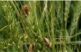 مبارزه با آفت سن گندم درسطح ۴۲۰۰ هکتار از مزارع گندم شهرستان ورزقان