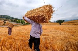 وزارت جهاد کشاورزی اعلام کرد؛ خرید یک میلیون و ۴۱۱ هزار محموله گندم