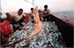 آغاز مذاکرات برای صادرات میگو به چین/ تعیین قیمت تن ماهی در مرحله نهایی است