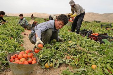 مرکز آمار ایران اعلام کرد؛ جهش ۱۶ درصدی قیمت گوجه فرنگی و پیاز در یک ماه
