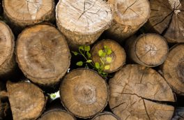 سالانه یک میلیون و ۵۰۰ هزار مترمکعب چوب به کشور وارد می شود
