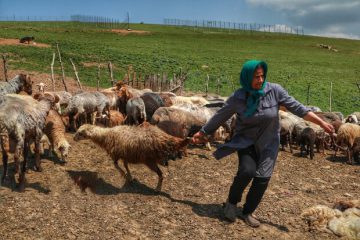 سهم ایران از ۵ میلیون تن واردات خوراک دام همسایگان صفر است