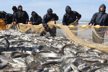 افزایش ۶۶ درصدی صید ماهیان استخوانی در آب‌های شمال کشور