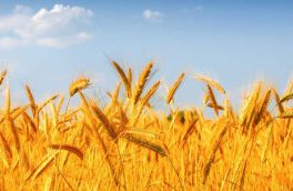 معاون وزیر جهاد کشاورزی اعلام کرد: پیش‌بینی افزایش ۳۰ درصدی تولید گندم در کشور