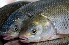 صید ماهی استخوانی تا ۶ ماه آینده ممنوع شد