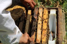 پیش‌بینی تولید ۱۴۰ هزار تن عسل در سال‌جاری/ شکر زنبورداران به زودی تامین می‌شود