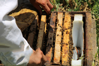 پیش‌بینی تولید ۱۴۰ هزار تن عسل در سال‌جاری/ شکر زنبورداران به زودی تامین می‌شود