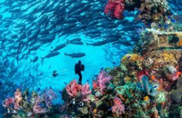 ایران، معاون کنوانسیون۲۰۰۱ حفاظت از میراث فرهنگی زیر آب یونسکو شد