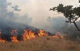 مدیرکل منابع طبیعی ایلام خبر داد؛ شناسایی ۸۵ منطقه مستعد آتش‌سوزی در استان ایلام