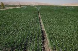 برداشت ۱۴۰ هزار تن محصول کشاورزی از دیمزارهای ایلام