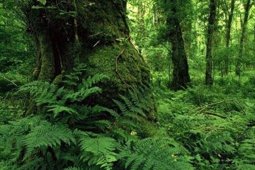 آیا مدیریت جنگل‌ها به بخش خصوصی واگذار می‌شود؟