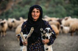 بیش از ۷۰ درصد گوسفندان عشایر آذربایجان شرقی دوقلوزا شدند