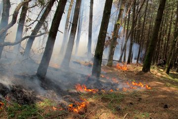 با سهل‌انگاری گردشگران ۱.۶ هکتار از عرصه‌های جنگلی گلستان در آتش سوخت