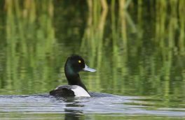  مشاهده و ثبت “اردک سیاه کاکل” بعد از ۱۶ سال در خراسان‌شمالی