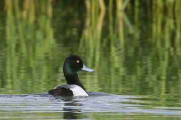  مشاهده و ثبت “اردک سیاه کاکل” بعد از ۱۶ سال در خراسان‌شمالی
