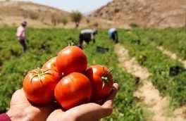 با کاهش تعرفه صادرات گوجه فرنگی بهبود بازار فروش در انتظار است