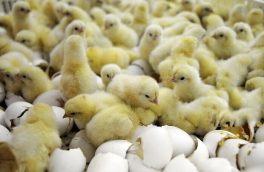 ظرفیت جوجه ریزی در مرغداری ها تا پایان آذر ماه جاری به ۱۴۰ میلیون قطعه افزایش می یابد