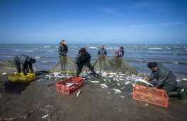 صید ۴۴۰ تن انواع ماهیان استخوانی در آب‌های ساحلی گیلان