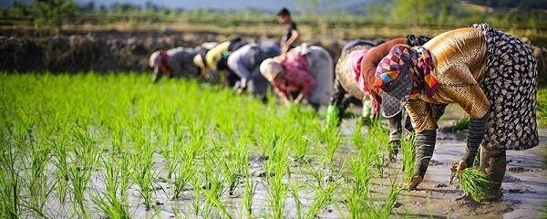 تأثیر مثبت کشت دوم بر میزان بهره‌وری کل عوامل تولید در شالیزارهای مازندران