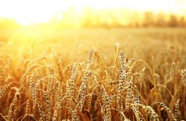 افزایش  ۲۵ درصد تولید گندم دیم با بهره‌گیری از ارقام جدید