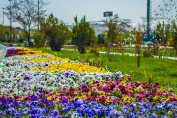 کاشت ۹ میلیون بوته گل از سوی سازمان سیما، منظر و فضای سبز شهرداری تبریز