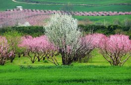 تقارن بهار قرآن و طبیعت؛ حرمت والای رمضان در این روزها شکستنی نیست