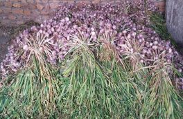 پیش‌بینی برداشت بیش از ۴۵۰ تنی سیر سرخ بشاگرد