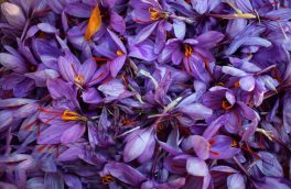 صادرات زعفران ایران به اسپانیا ۱۱.۴ درصد کاهش یافت
