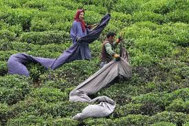 ۱۰۵ میلیارد تومان از مطالبات چایکاران از سازمان چای در سال ۱۴۰۲ به سال جدید منتقل شد