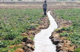 افزایش بهره‌وری آب در بخش کشاورزی مراغه ضروری است