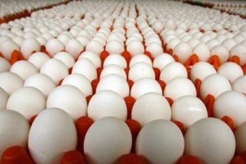 قیمت هر کیلوگرم تخم مرغ درب واحدهای تولیدی به ۳۰ هزار تومان رسیده که کمتر از قیمت سال گذشته است