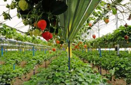 وزیر جهادکشاورزی: نگاه ویژه باید به صادرات محصولات کشاورزی داشته باشیم