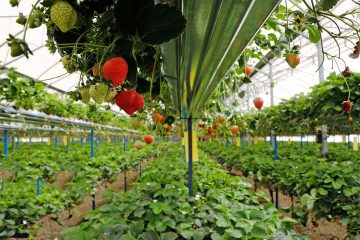 وزیر جهادکشاورزی: نگاه ویژه باید به صادرات محصولات کشاورزی داشته باشیم