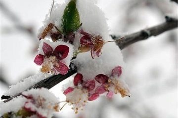 کشاورزان آذربایجان شرقی نسبت به سرمازدگی محصولات کشاورزی  تمهیدات را اتخاذ کنند