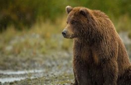 حمله خرس موجب مصدومیت یکی از عشایر دزفول شد