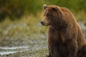 حمله خرس موجب مصدومیت یکی از عشایر دزفول شد