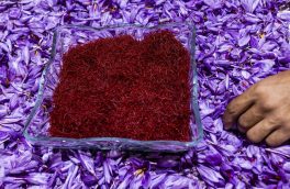 ۵۵ کشور خریدار زعفران ایران هستند