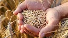 با رشد تولید نیازی به واردات گندم نیست