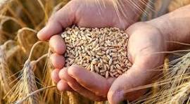با رشد تولید نیازی به واردات گندم نیست